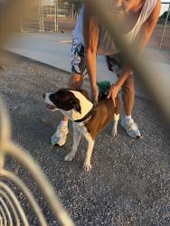 Found/Stray Female Dog last seen Bilby and campbell, Pima County, AZ 85756