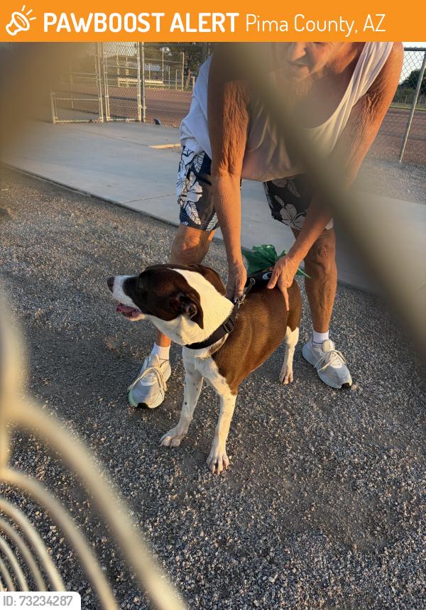 Found/Stray Female Dog last seen Bilby and campbell, Pima County, AZ 85756