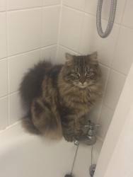 Lost Female Cat last seen Shakespeare Road, Bredbury, England 