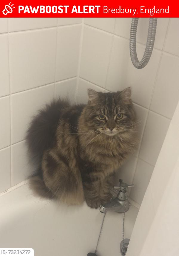 Lost Female Cat last seen Shakespeare Road, Bredbury, England 