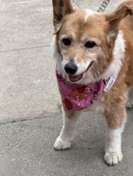 Reunited Female Dog last seen American Tires, Union City, CA 94555