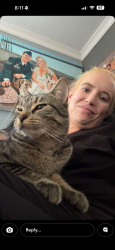 Lost Female Cat last seen Near W. Arrowhead Rd. Hermantown MN, Hermantown, MN 55811