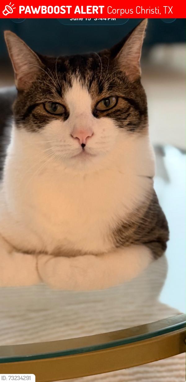 Lost Male Cat last seen Creekside Elementary near Krypton Dr, Corpus Christi, TX 78414