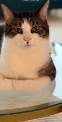 Lost Male Cat last seen Creekside Elementary near Krypton Dr, Corpus Christi, TX 78414