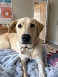 Reunited Female Dog last seen Near E Technology Way, Denver, CO 80237, USA, Denver, CO 80237