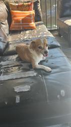 Reunited Male Dog last seen Near Broadmoor Way, Clayton, NC 27520, USA, Clayton, NC 27520