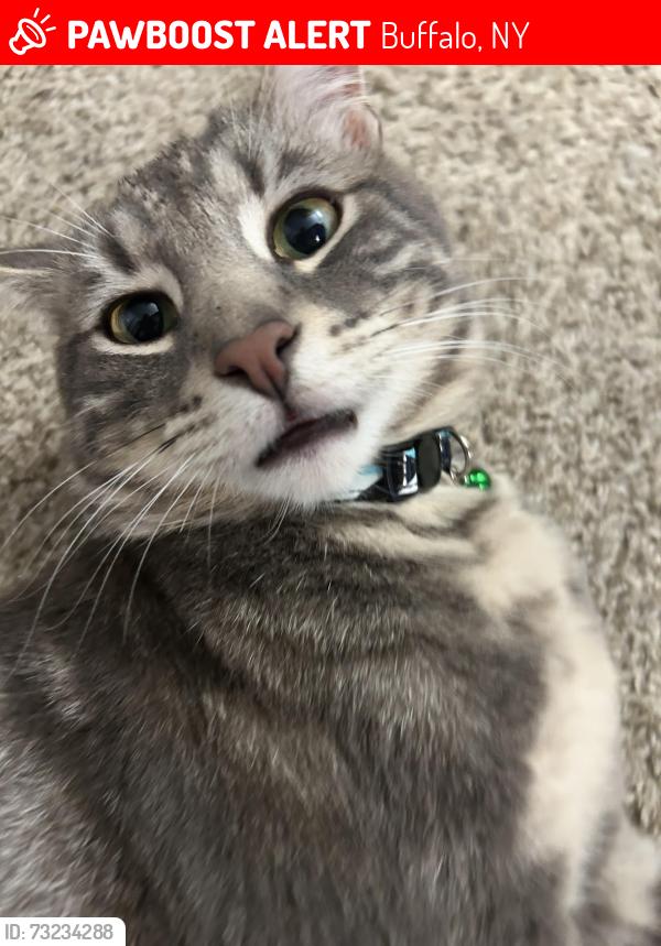Lost Male Cat last seen Busti Ave and Vermont Street near US Customs and Border Protection, Buffalo, NY 14201