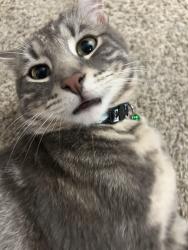 Lost Male Cat last seen Busti Ave and Vermont Street near US Customs and Border Protection, Buffalo, NY 14201