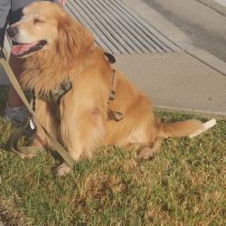 Reunited Male Dog last seen Bear Run and Rockwood Drive, The Colony, TX 75056