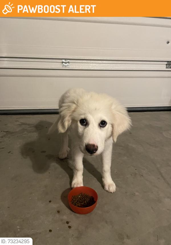 Found/Stray Female Dog last seen Lakeview at Hamilton mill, Buford, 30519, Gwinnett County, GA 30519