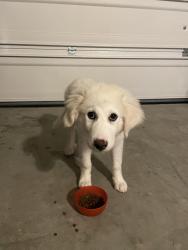 Found/Stray Female Dog last seen Lakeview at Hamilton mill, Buford, 30519, Gwinnett County, GA 30519
