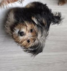 Reunited Male Dog last seen West normandale st, Fort Worth, TX 76116