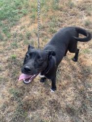 Found/Stray Male Dog last seen Lake Nixon, Pulaski County, AR 72223