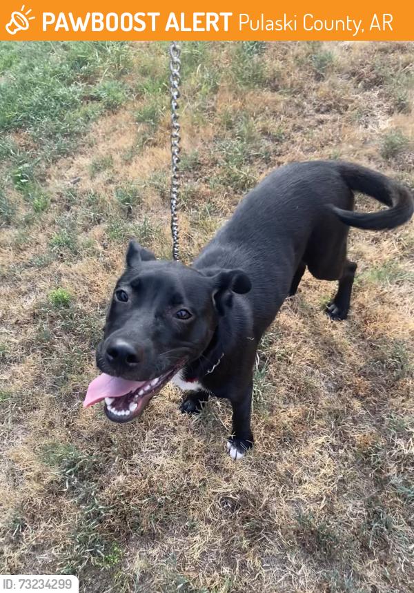 Found/Stray Male Dog last seen Lake Nixon, Pulaski County, AR 72223