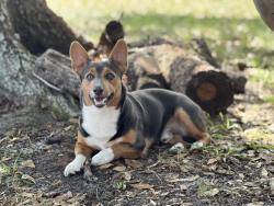 Reunited Male Dog last seen N Olivia, Avon Park, FL 33825