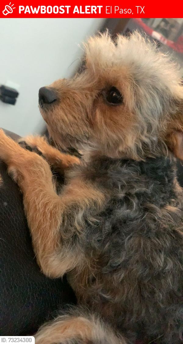 Lost Male Dog last seen Near jim thorpe dr el paso tx, El Paso, TX 79936