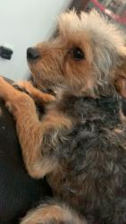 Lost Male Dog last seen Near jim thorpe dr el paso tx, El Paso, TX 79936