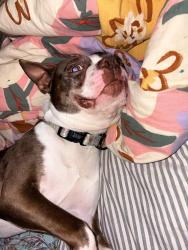 Reunited Male Dog last seen Near the Hindu temple, Casselberry, FL 32707