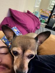 Reunited Female Dog last seen two rivers dr, Sacramento, CA 95833