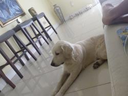 Lost Male Dog last seen 312th st an 189 ave, Homestead, FL 33030