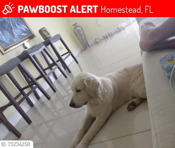 Lost Male Dog last seen 312th st an 189 ave, Homestead, FL 33030