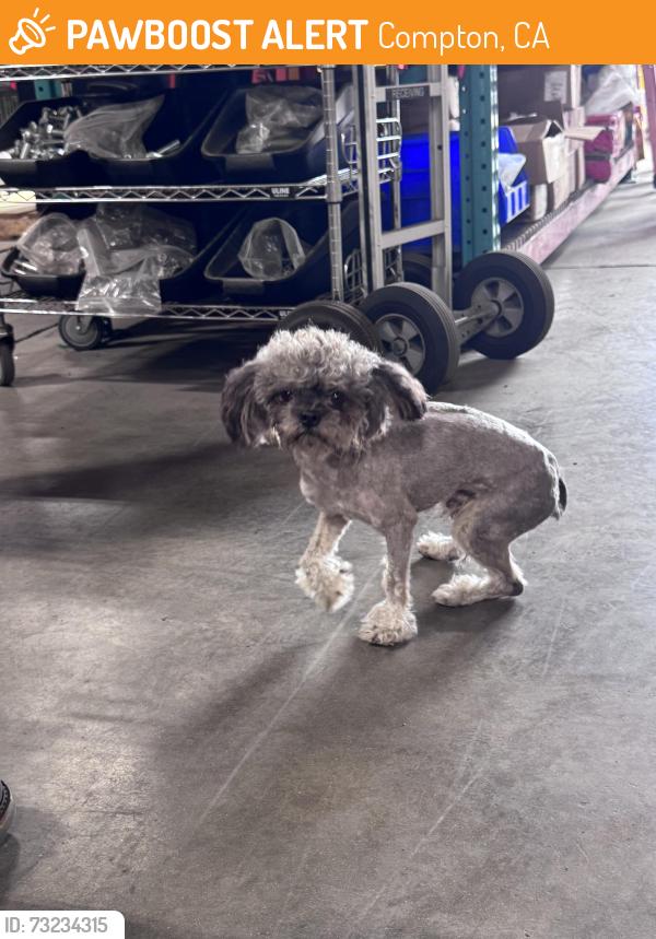 Found/Stray Male Dog last seen Santa Fe and Victoria, Compton, CA 90221