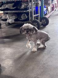Found/Stray Male Dog last seen Santa Fe and Victoria, Compton, CA 90221