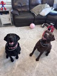 Lost Male Dog last seen Babcock and steubing parkway, San Antonio, TX 78249