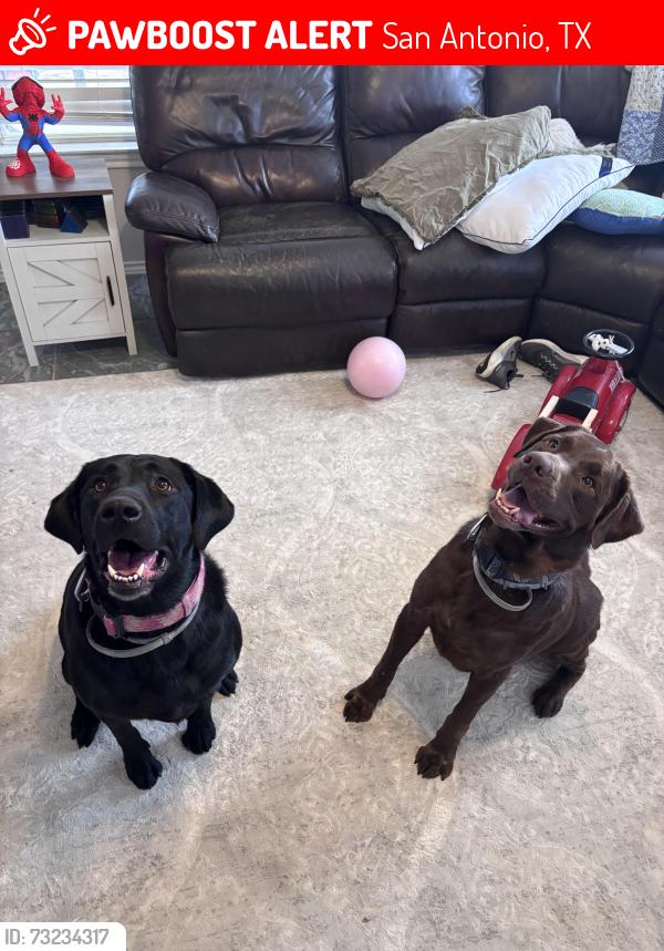 Lost Male Dog last seen Babcock and steubing parkway, San Antonio, TX 78249