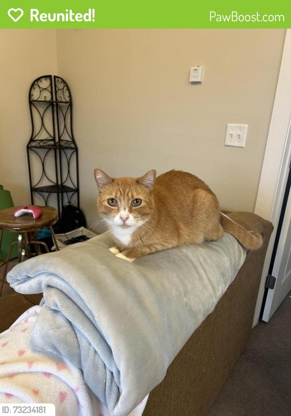 Reunited Male Cat last seen Neighborhood at the corner of Woodruff and 1st st, Idaho Falls, ID 83401
