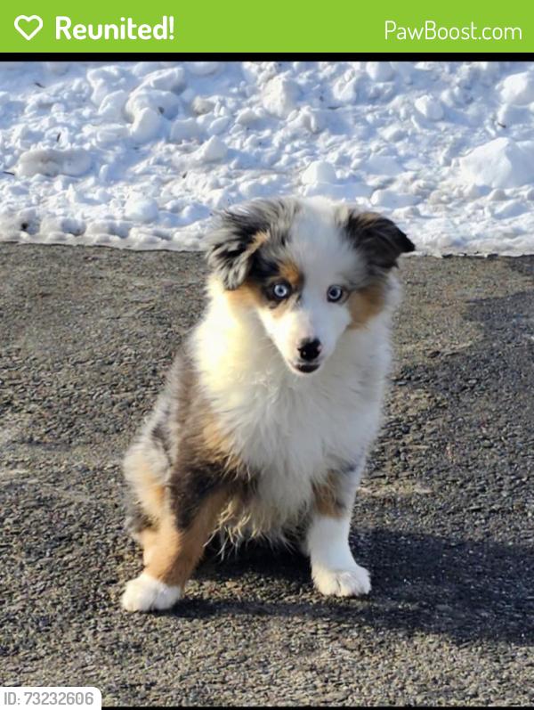 Reunited Female Dog last seen Sudley road Manassas, Manassas, VA 20110