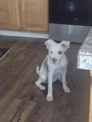 Found/Stray Female Dog last seen Near Gunderson High School, San Jose, CA 95136