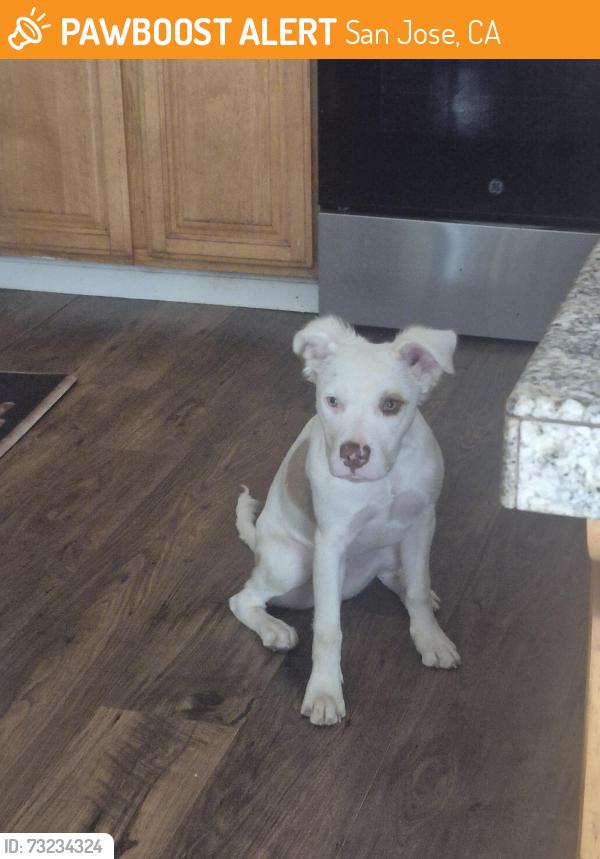 Found/Stray Female Dog last seen Near Gunderson High School, San Jose, CA 95136