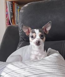 Lost Female Dog last seen Bridgewater Rd, Knoxville, TN 37923