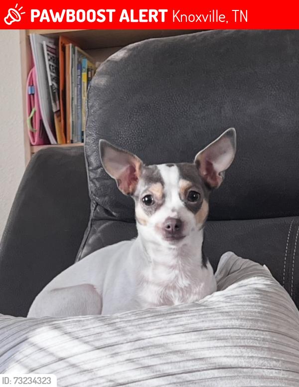 Lost Female Dog last seen Bridgewater Rd, Knoxville, TN 37923