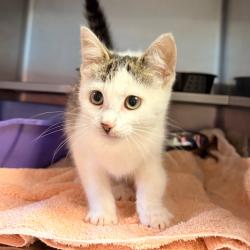 Shelter Stray Female Cat last seen , 54687 Co Rd 19, Bristol, IN 46507, USA