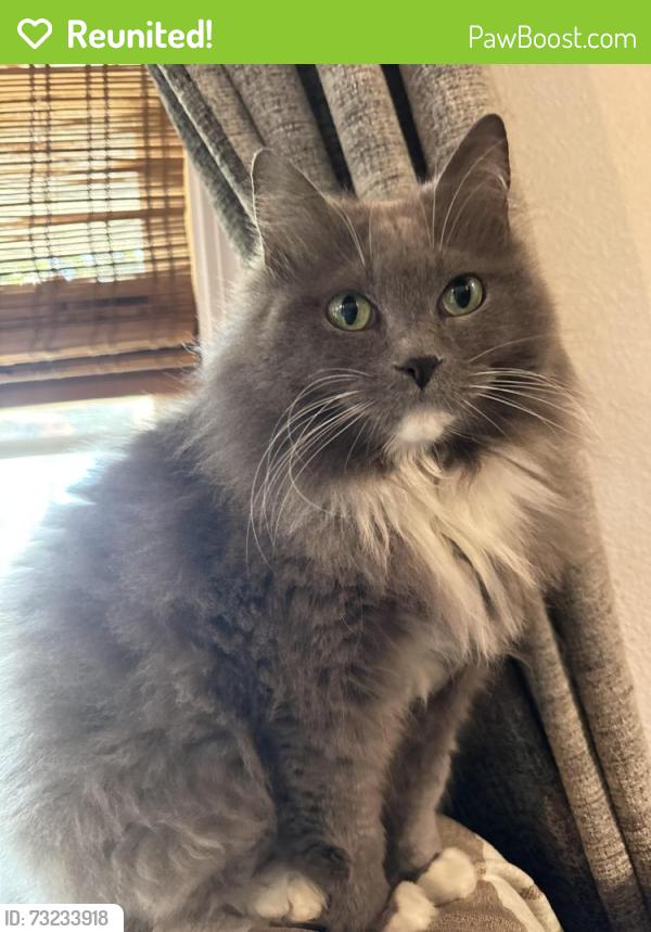 Reunited Female Cat last seen Gadsden and Reus, Pensacola, FL 32501