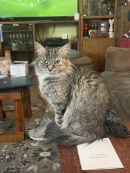 Lost Female Cat last seen Lakefield way with Texas trail, Sugar Land, TX 77479