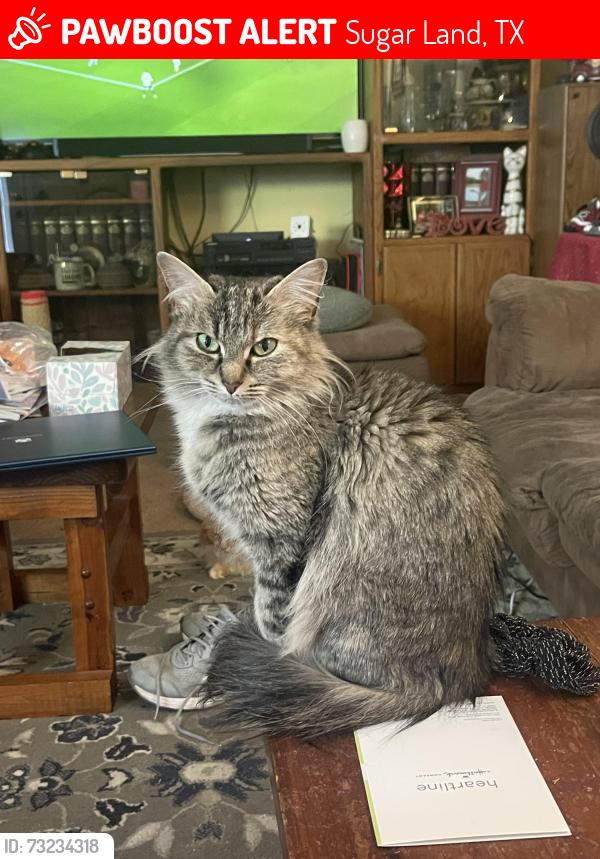 Lost Female Cat last seen Lakefield way with Texas trail, Sugar Land, TX 77479