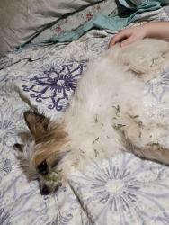 Reunited Female Dog last seen Beaver rd. and Trilby Rd/575, Pasco County, FL 33523