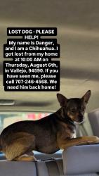 Lost Male Dog last seen Fire estation#22, Vallejo, CA 94590