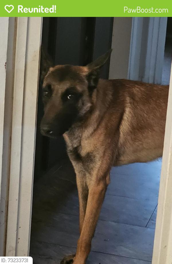 Reunited Male Dog last seen Panther Avenue & Chamberlain, Adelanto, CA 92301