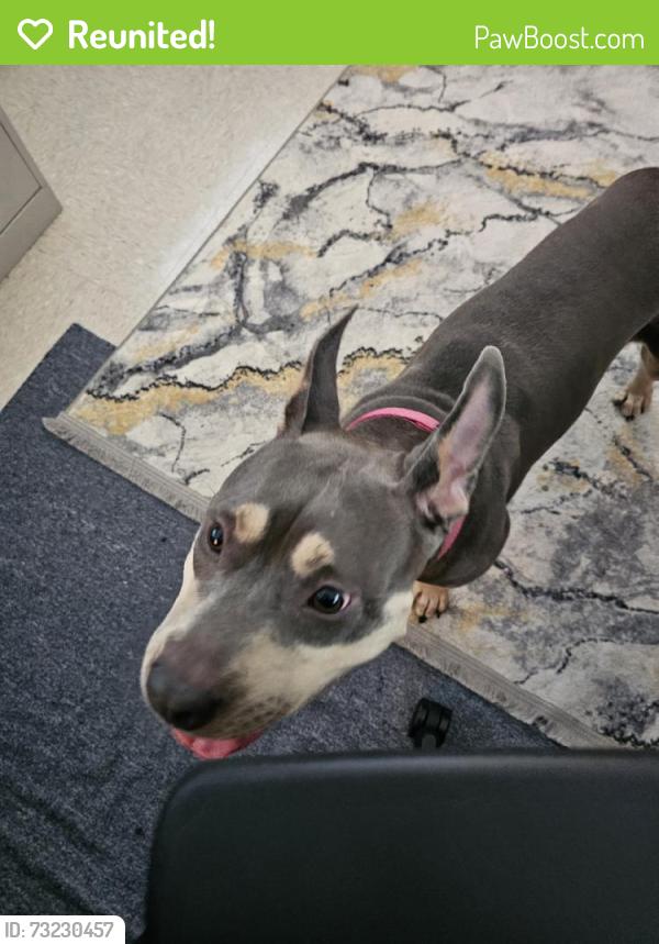 Reunited Female Dog last seen Near Martin St, Burlington, NC 27217, USA, Burlington, NC 27217