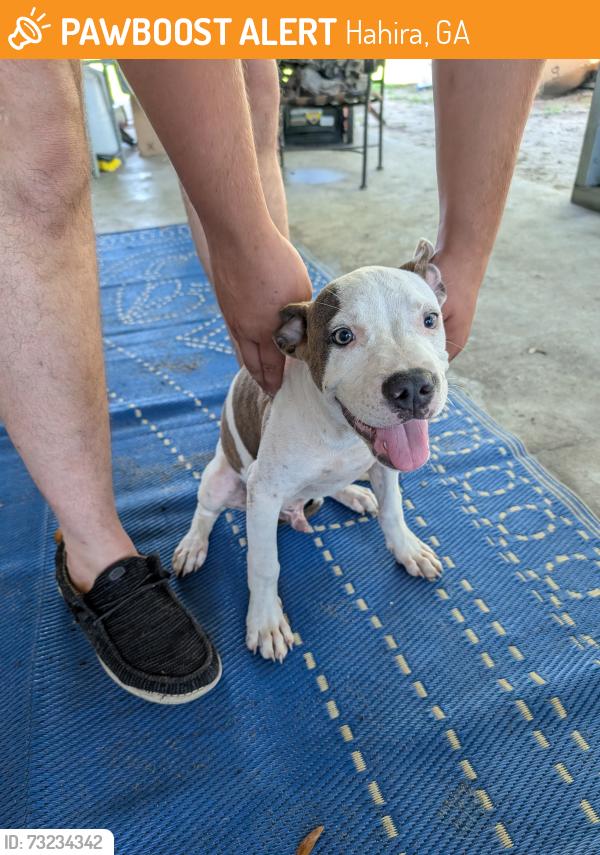 Found/Stray Male Dog last seen Shady Grove Rd off of futch Rd/Val dal, Hahira, GA 31632