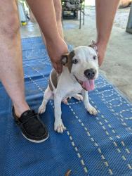 Found/Stray Male Dog last seen Shady Grove Rd off of futch Rd/Val dal, Hahira, GA 31632