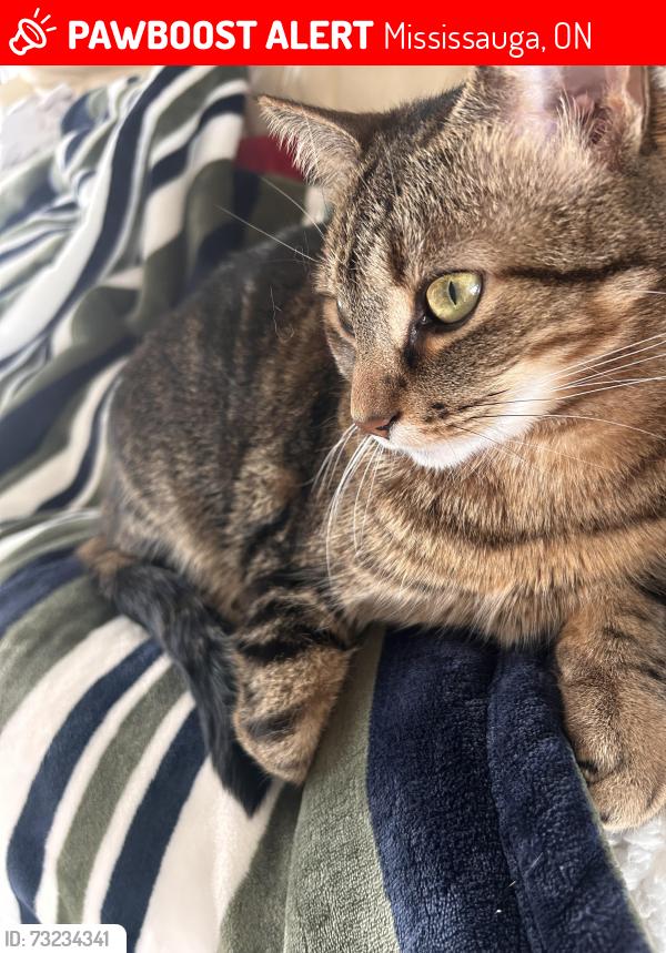 Lost Female Cat last seen Samuelson Circle, Mississauga, ON 