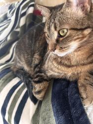 Lost Female Cat last seen Samuelson Circle, Mississauga, ON 