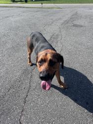 Found/Stray Male Dog last seen Morning Star Ln, Winston-Salem, NC 27107