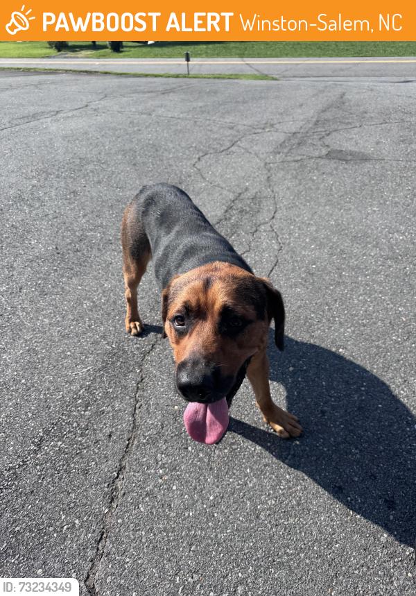 Found/Stray Male Dog last seen Morning Star Ln, Winston-Salem, NC 27107