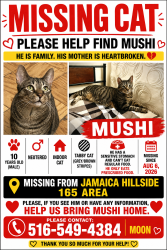 Reunited Male Cat last seen 164th Street & Hillside Ave, Queens, NY 11432